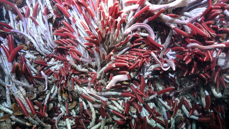 Image of a dense colongy of deep sea tube worms by a submarine volcano